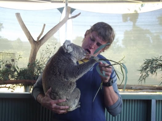 koala